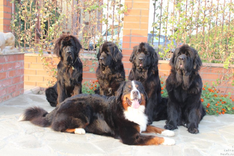 Фото: ньюфаундленд Даймонд Кинг, ньюфаундленд Neretum Tribe Xagrid, ньюфаундленд Анабелле Квин оф зэ Моунтайнс, ньюфаундленд Янтарная Мечта, и Роза