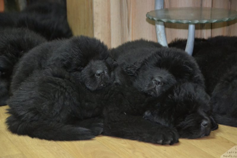 Фото: ньюфаундленд Талисман Моря Магия Волн