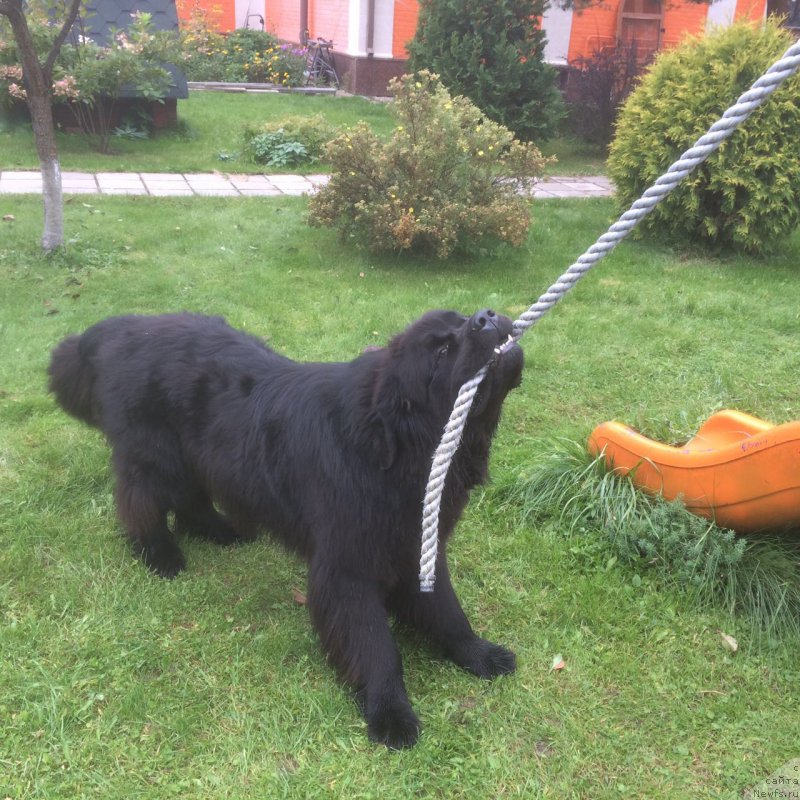 Фото: ньюфаундленд Их Высочество Бишоп Карл (Ih Visochestvo Bishop Karl)