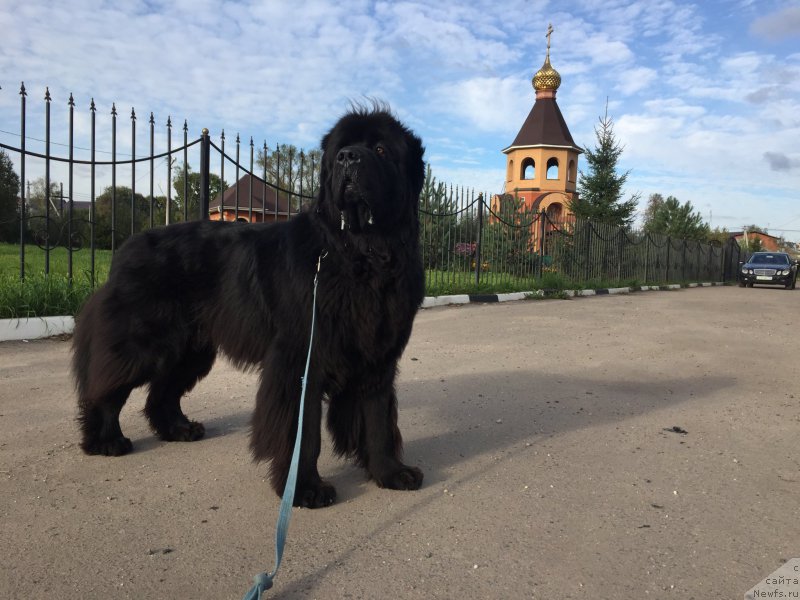 Фото: ньюфаундленд Их Высочество Бишоп Карл (Ih Visochestvo Bishop Karl)