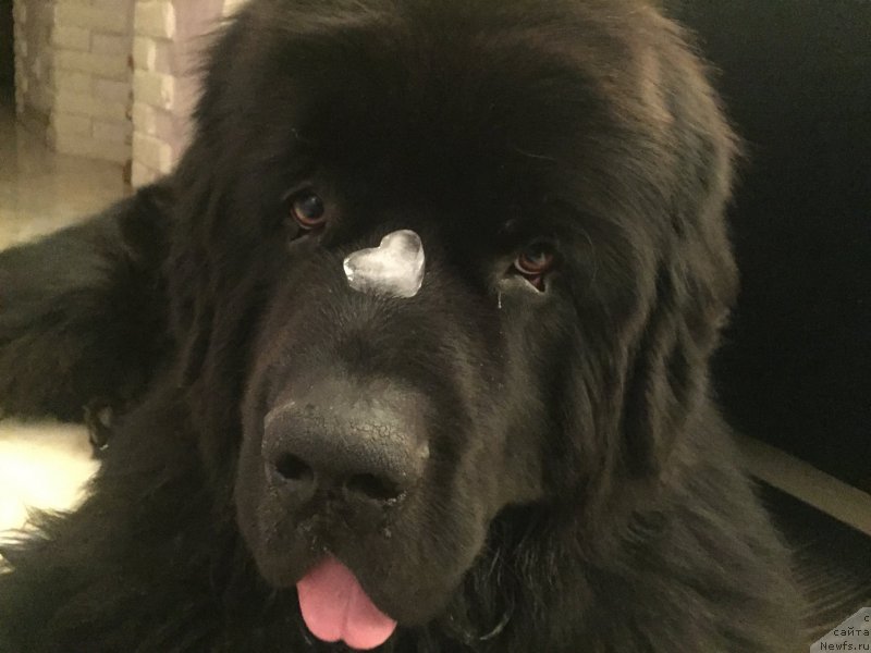 Фото: ньюфаундленд Их Высочество Бишоп Карл (Ih Visochestvo Bishop Karl)