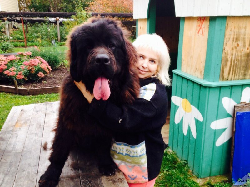 Фото: ньюфаундленд Брифт Стар Наилинг Лео