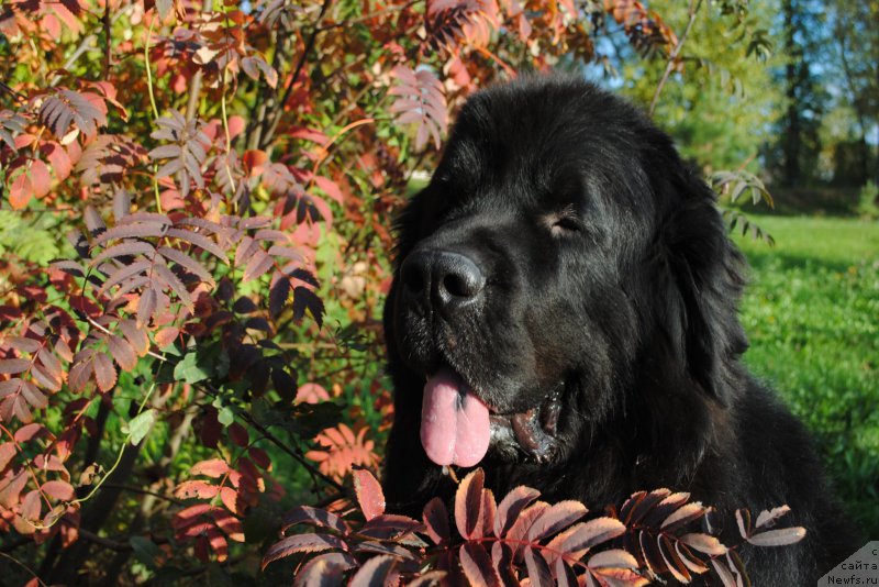 Фотография № 214668