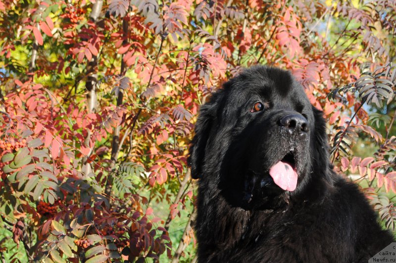 Фотография № 214669