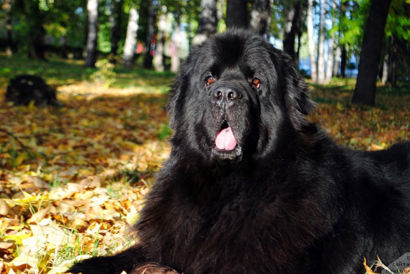 Фото: ньюфаундленд Кипер Соул Лайон Хэерт