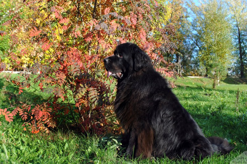 Фотография № 214671