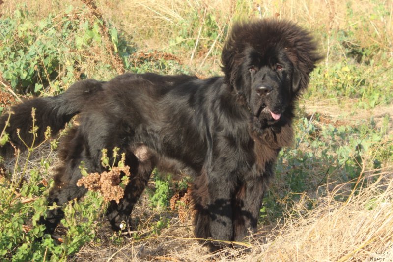 Фото: ньюфаундленд Даймонд Кинг