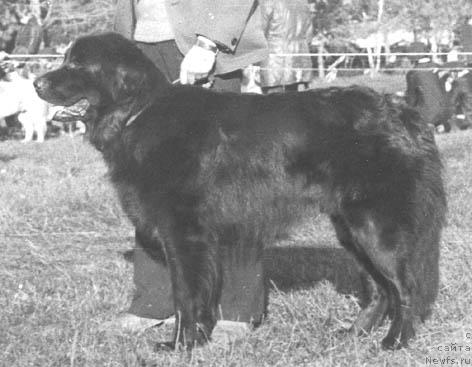 Фото: ньюфаундленд Блэк