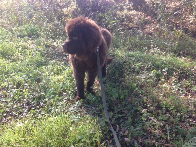 Фото: ньюфаундленд Браунблад МСК Бен-Ами Лон