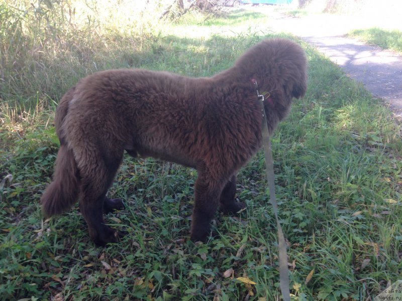 Фото: ньюфаундленд Браунблад МСК Бен-Ами Лон