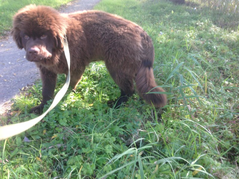 Фото: ньюфаундленд Браунблад МСК Бен-Ами Лон