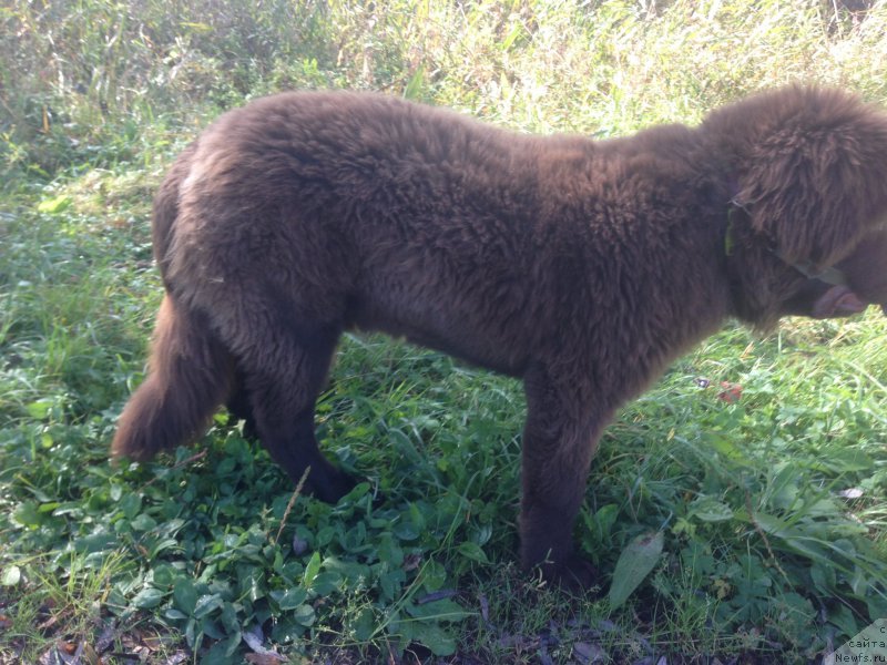Фото: ньюфаундленд Браунблад МСК Бен-Ами Лон
