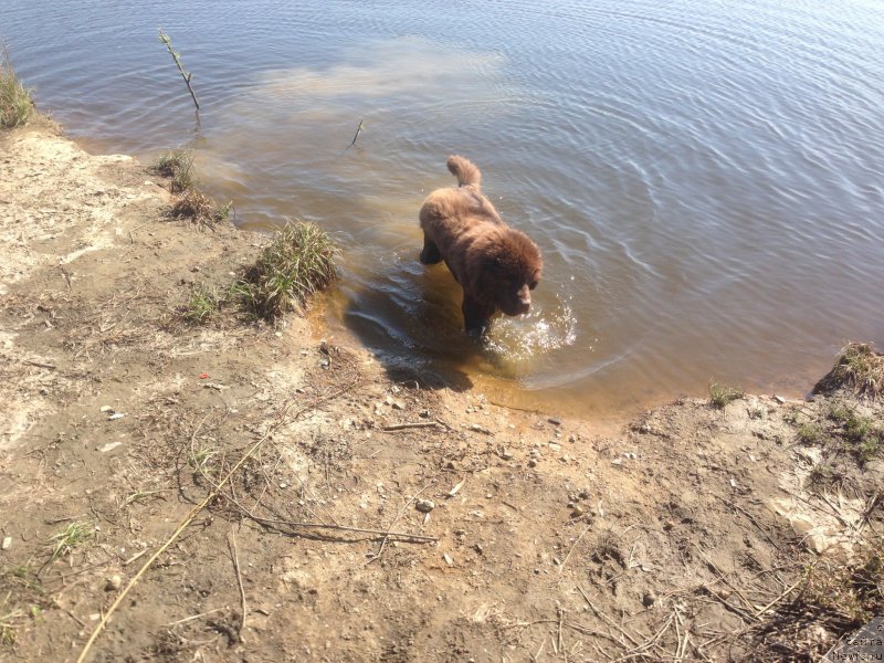 Фото: ньюфаундленд Браунблад МСК Бен-Ами Лон
