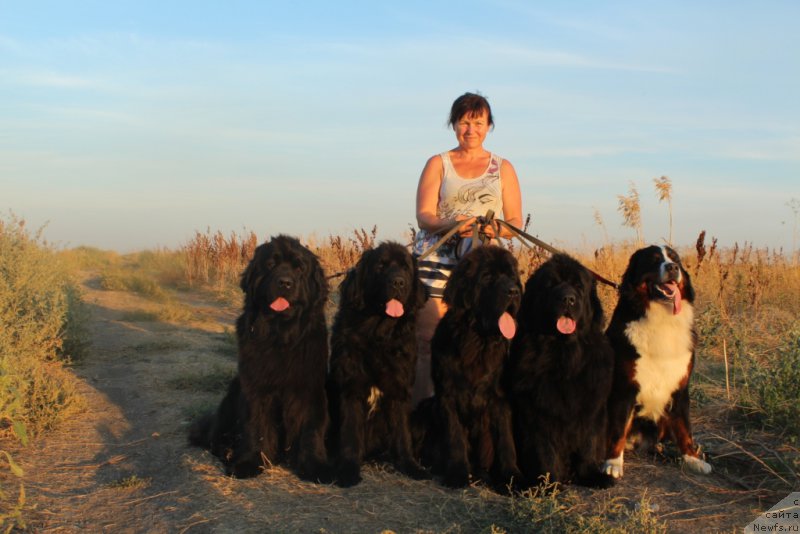 Фото: ньюфаундленд Анабелле Квин оф зэ Моунтайнс, ньюфаундленд Neretum Tribe Xagrid, ньюфаундленд Даймонд Кинг, ньюфаундленд Янтарная Мечта, и Роза