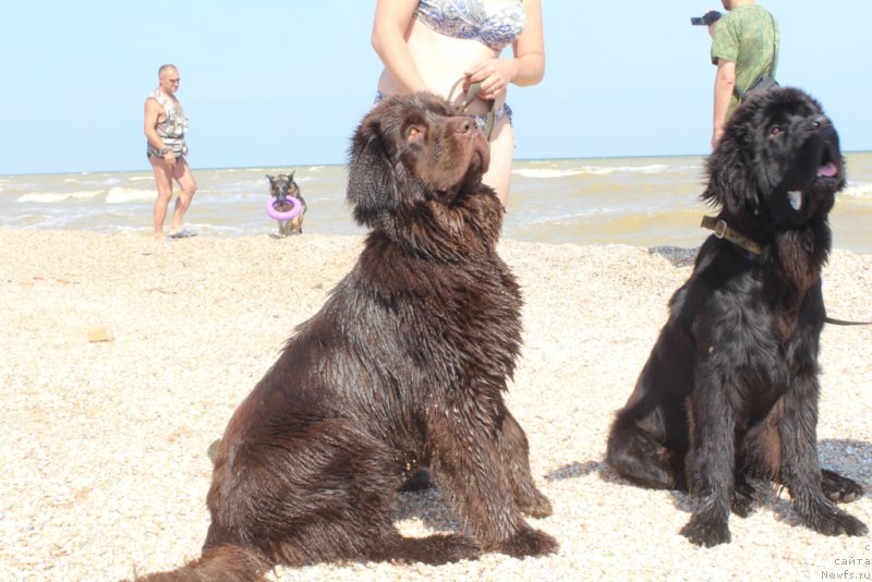 Фото: ньюфаундленд Николь Голд Стар (Nikol Gold Star), ньюфаундленд Даймонд Кинг