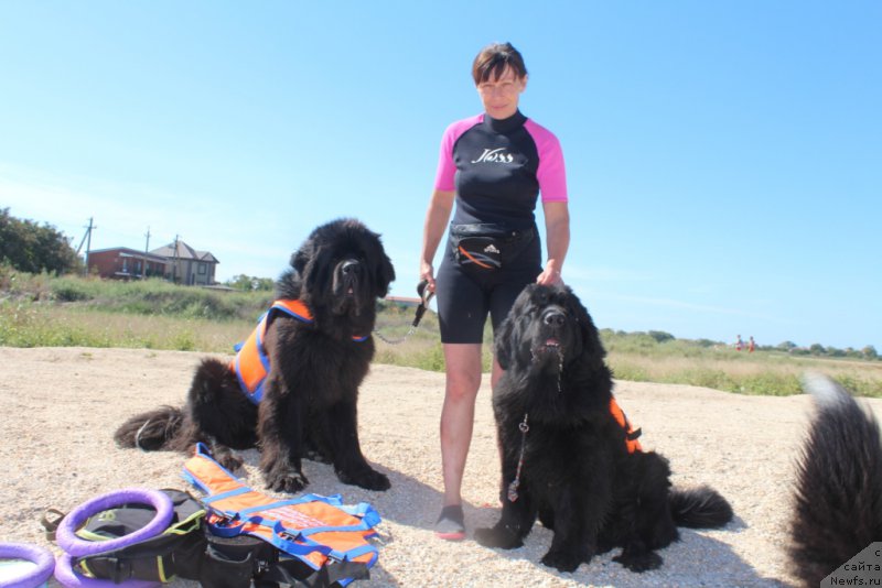 Фото: ньюфаундленд Черная Мафия Шорт анд Свеет (Chernaya Mafia Short and Sweet), ньюфаундленд Янтарная Мечта, Галина Линдер