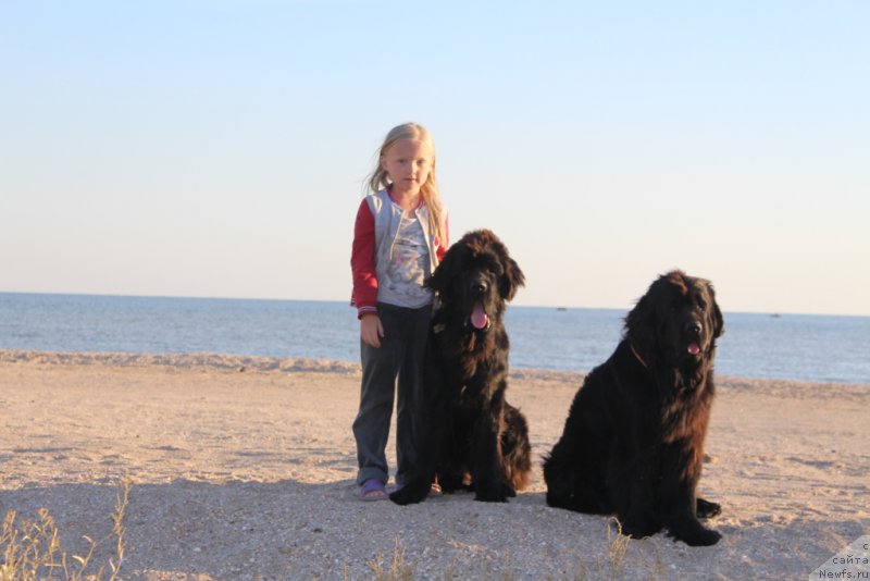 Фото: ньюфаундленд Даймонд Кинг, ньюфаундленд Анабелле Квин оф зэ Моунтайнс