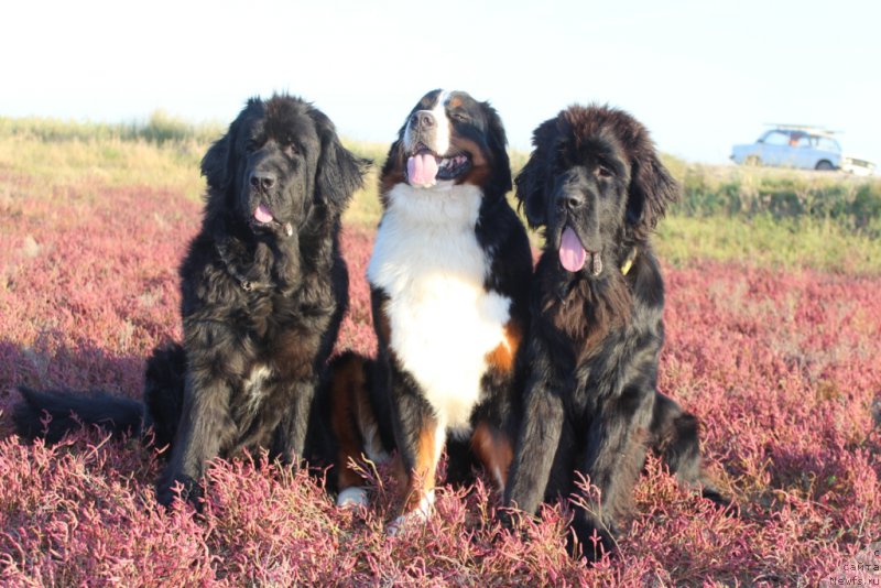 Фото: ньюфаундленд Neretum Tribe Xagrid, Роза и, ньюфаундленд Даймонд Кинг