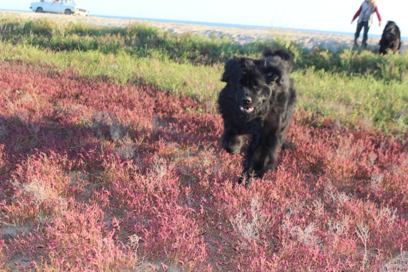Фото: ньюфаундленд Янтарная Мечта