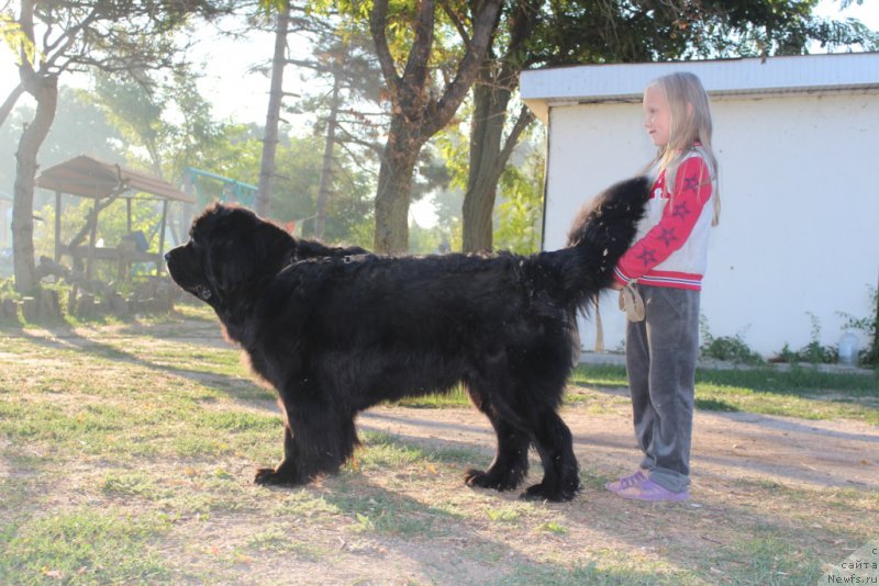 Фото: ньюфаундленд Янтарная Мечта, и Таня