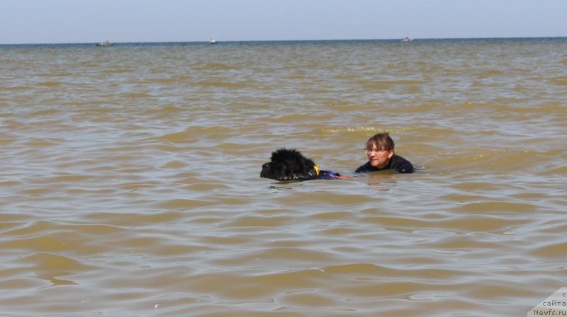 Фото: ньюфаундленд Анабелле Квин оф зэ Моунтайнс, Елена Кузьмина