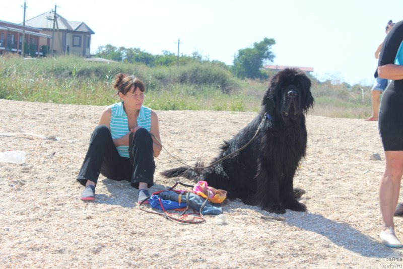 Фото: Галина Линдер, ньюфаундленд King of Helluland You Shock Me