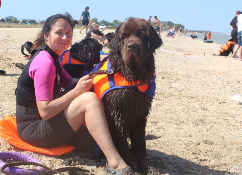 Фото: Юлия Демидова, ньюфаундленд Николь Голд Стар (Nikol Gold Star)