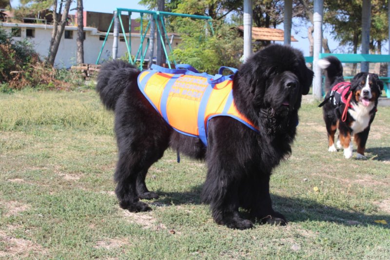 Фото: ньюфаундленд Бегущая по Волнам Зеро Коол