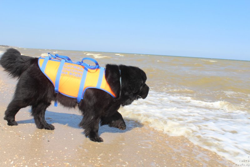 Фото: ньюфаундленд Бегущая по Волнам Зеро Коол