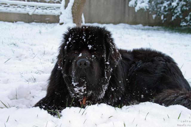 Фото: ньюфаундленд Потап Фидель