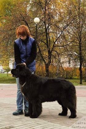 Фото: ньюфаундленд Ньюфорт Жорджия