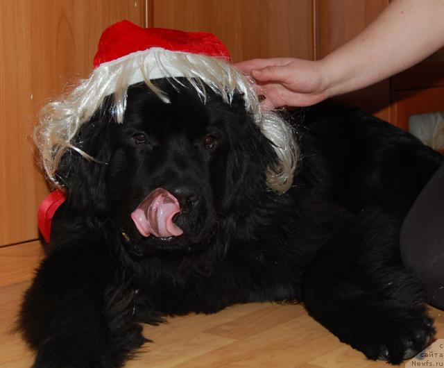 Фото: ньюфаундленд Супер Премиум Вашингтон