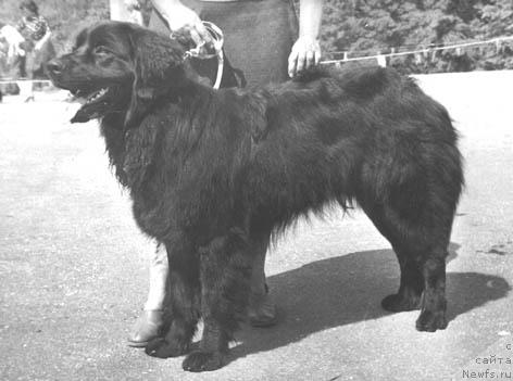 Фото: ньюфаундленд Нейджин Грум