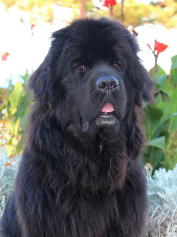 Фото: ньюфаундленд Питерньюф Бравиа (Piternyuf Bravia)