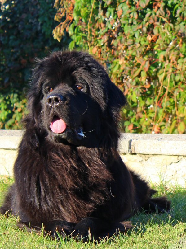 Фото: ньюфаундленд Питерньюф Бравиа (Piternyuf Bravia)