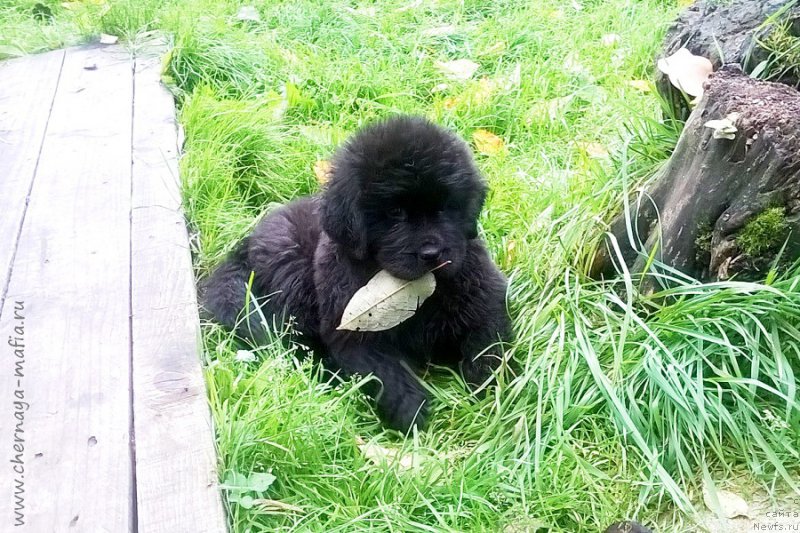 Фотография № 214854