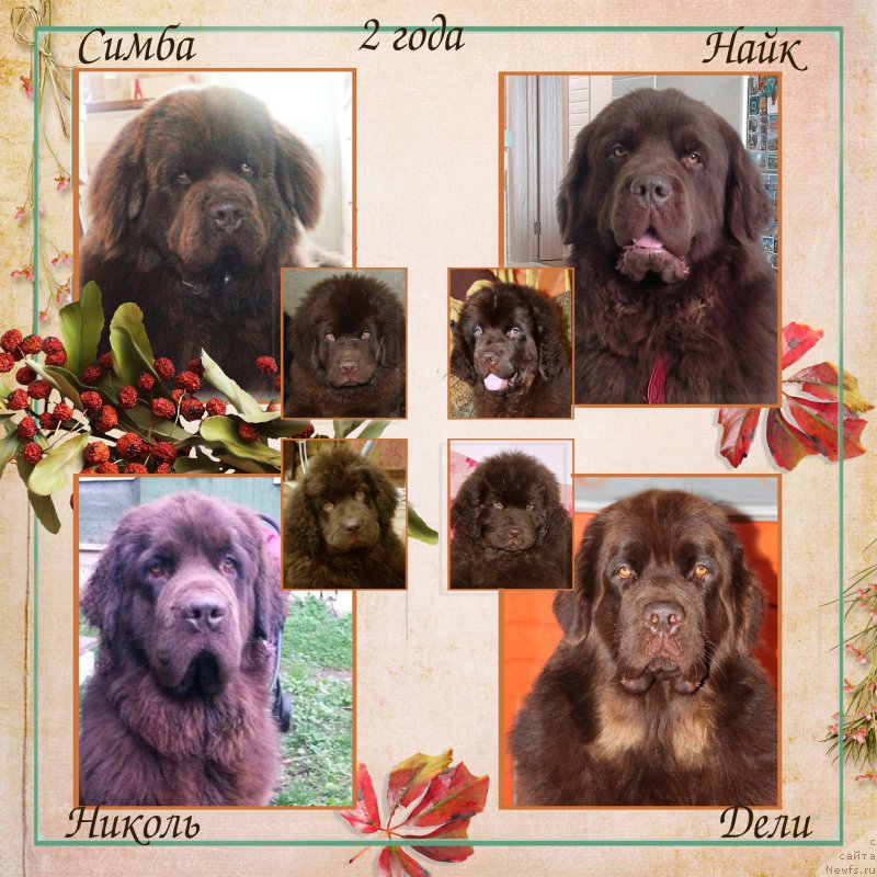 Фото: ньюфаундленд Нобл Кинг Май Лорд Симба, ньюфаундленд Нэш Соллар Винд, ньюфаундленд Николь Голд Стар (Nikol Gold Star), ньюфаундленд Наоми Таголири фор Браунблад (Naomi Tagoliri for Brouwnblood)