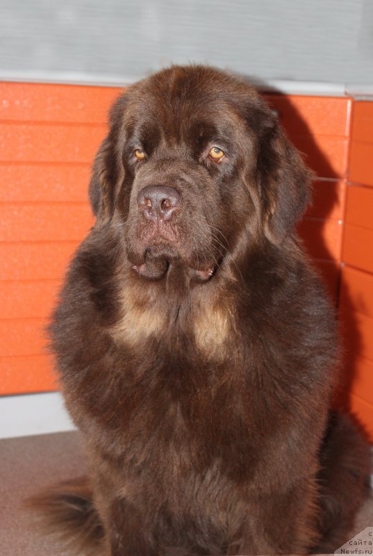 Фото: ньюфаундленд Наоми Таголири фор Браунблад (Naomi Tagoliri for Brouwnblood)