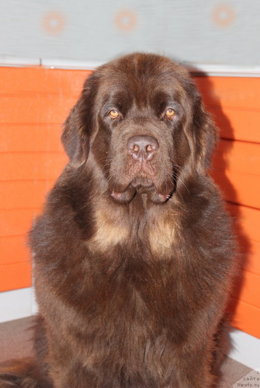 Фото: ньюфаундленд Наоми Таголири фор Браунблад (Naomi Tagoliri for Brouwnblood)