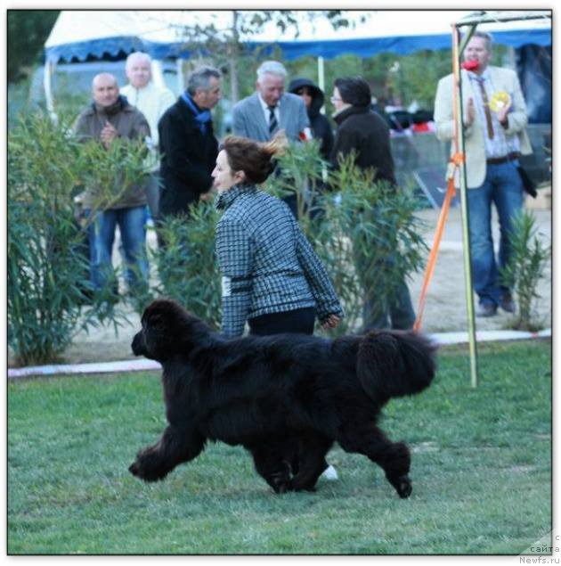 Фото: ньюфаундленд Little Bears Unlikely Rose Wanted