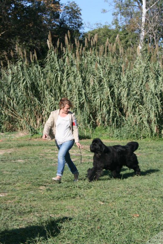 Фото: ньюфаундленд Little Bears Unlikely Rose Wanted