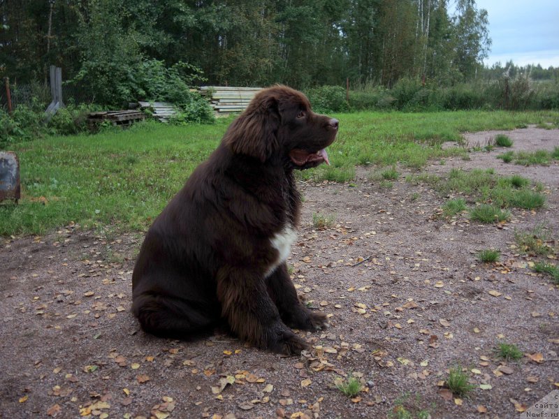 Фото: ньюфаундленд Фанньюф Арктика (Funnewf Arktika)