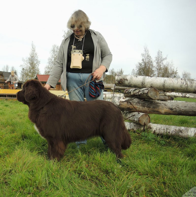 Фото: ньюфаундленд Фанньюф Арктика (Funnewf Arktika), Екатерина Бенкен