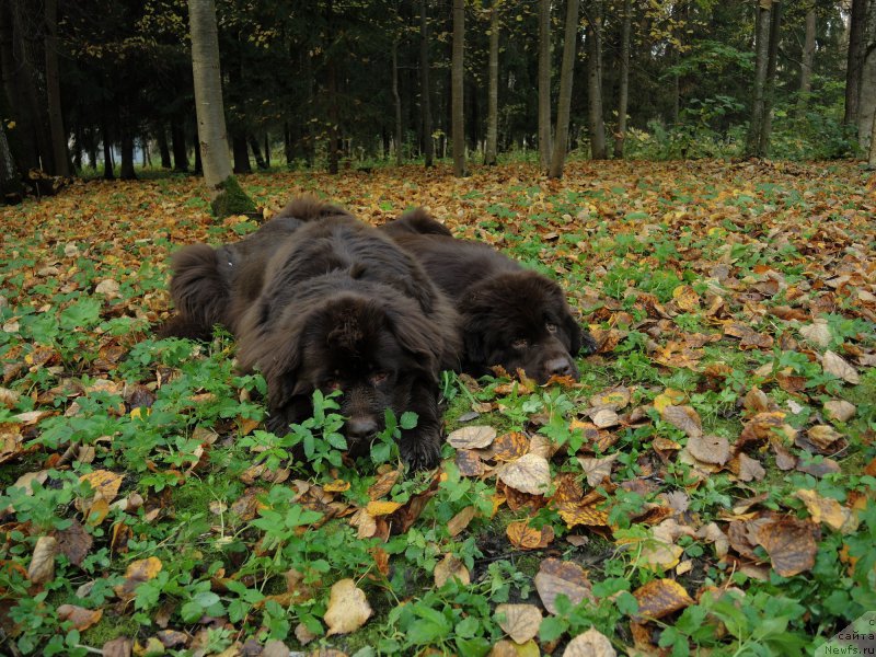 Фото: ньюфаундленд Фанньюф Арктика (Funnewf Arktika), ньюфаундленд Акватория Келвин Хизер Хани (Aquatoriya Kelvin Heather Honey)