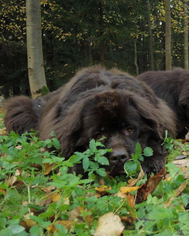 Фото: ньюфаундленд Акватория Келвин Хизер Хани (Aquatoriya Kelvin Heather Honey)