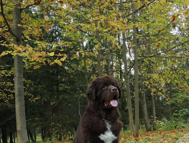 Фото: ньюфаундленд Фанньюф Арктика (Funnewf Arktika)