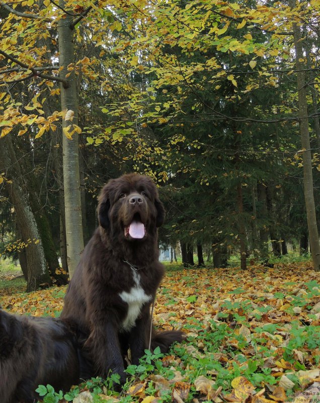 Фото: ньюфаундленд Фанньюф Арктика (Funnewf Arktika)