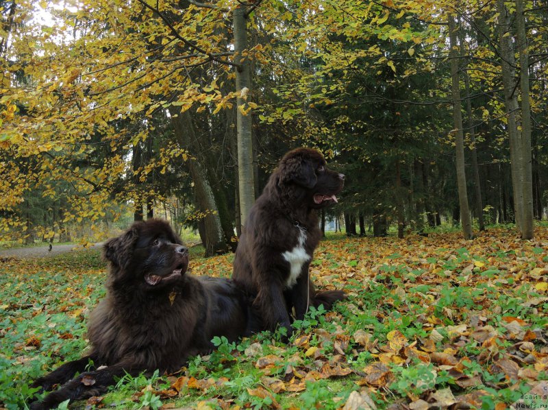 Фото: ньюфаундленд Фанньюф Арктика (Funnewf Arktika), ньюфаундленд Акватория Келвин Хизер Хани (Aquatoriya Kelvin Heather Honey)