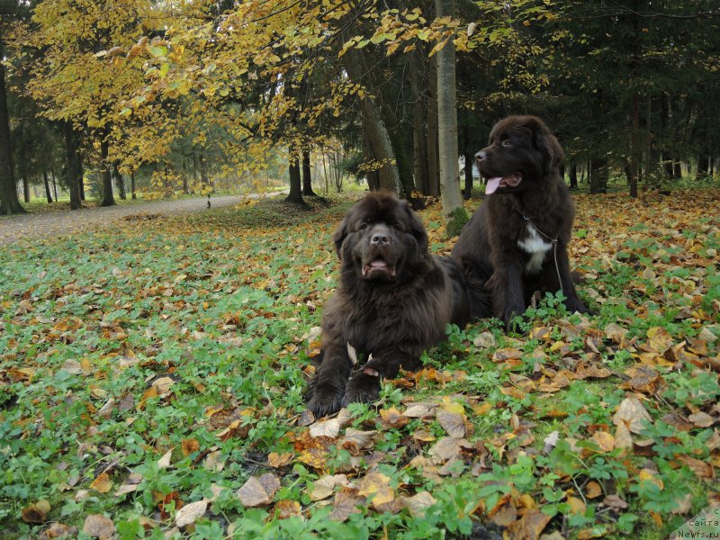 Фото: ньюфаундленд Фанньюф Арктика (Funnewf Arktika), ньюфаундленд Акватория Келвин Хизер Хани (Aquatoriya Kelvin Heather Honey)
