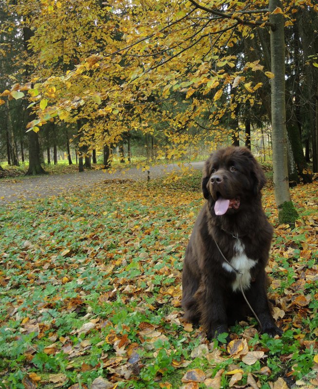 Фото: ньюфаундленд Фанньюф Арктика (Funnewf Arktika)